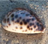cowrie-01.jpg (10628 bytes)