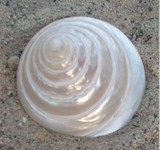 white_shell.jpg (9545 bytes)